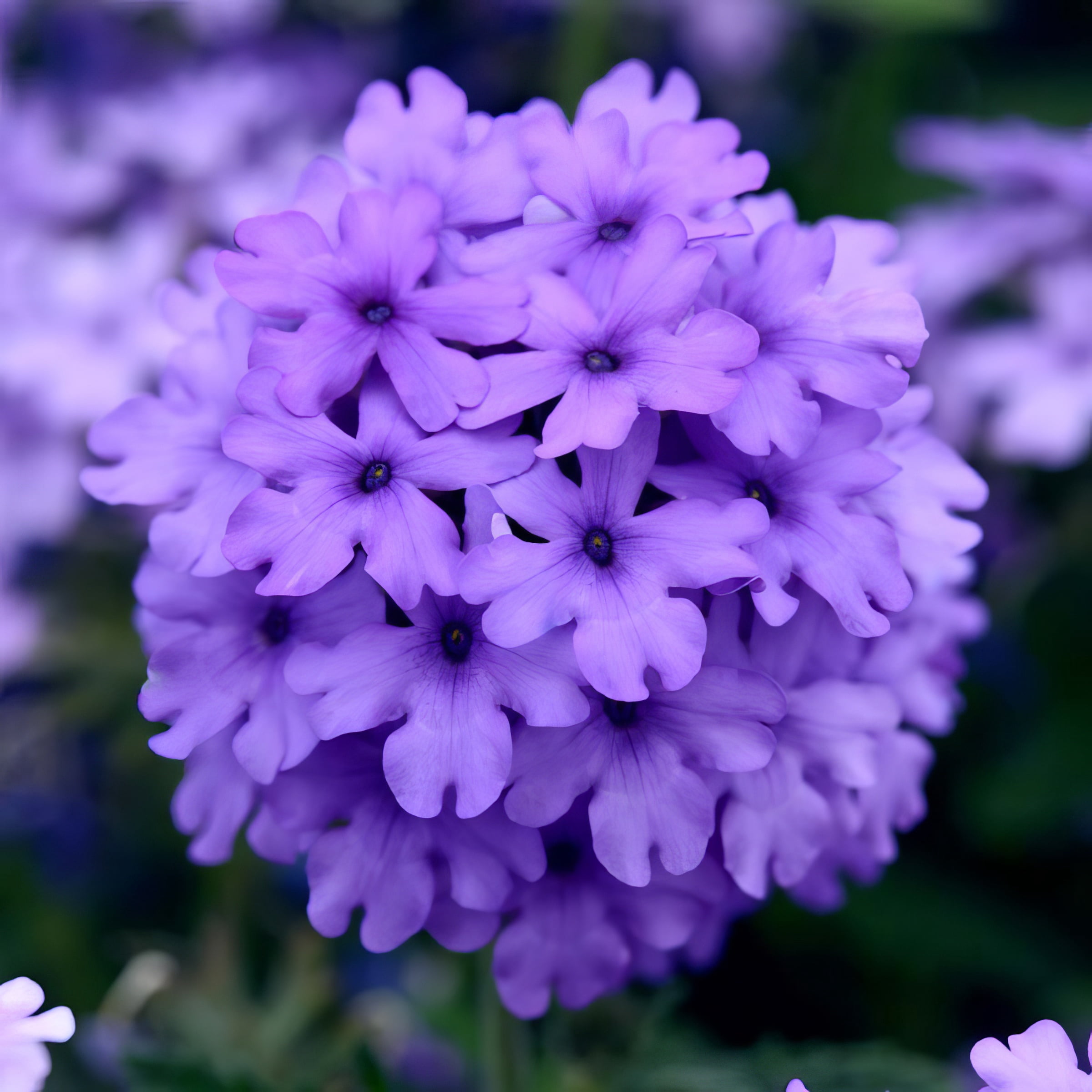 Live Perennial 4" Verbena EnduraScape Blue Improved (3-Pack) with Full Sunlight