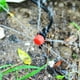 thumbnail image 4 of Kit de riego con gotero ajustable Ehuebsd manguera de 25m riego de plantas de jardín, 4 of 6
