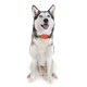 thumbnail image 4 of Rastreador de mascotas GPS impermeable valla electrónica perro gato Collar pérdida prevención múltiples, 4 of 8