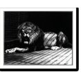 thumbnail image 2 of Historic Framed Print, Nero at Lincoln Park zoo, Chicago, Aug., 1928, 17-7/8" x 21-7/8", 2 of 9
