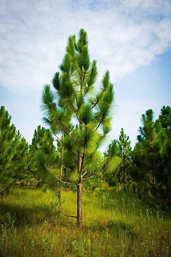 Longleaf Pine Tree  3 Live Plants  Pines Palustris  Hardy Fast Growing Evergreen Eco-Friendly Trees