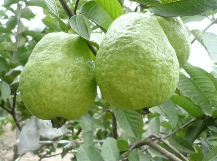 Live White Guava Tree Plant Psidium Guajava Sweet Guavas Fruit Starter Plant 4"Pot