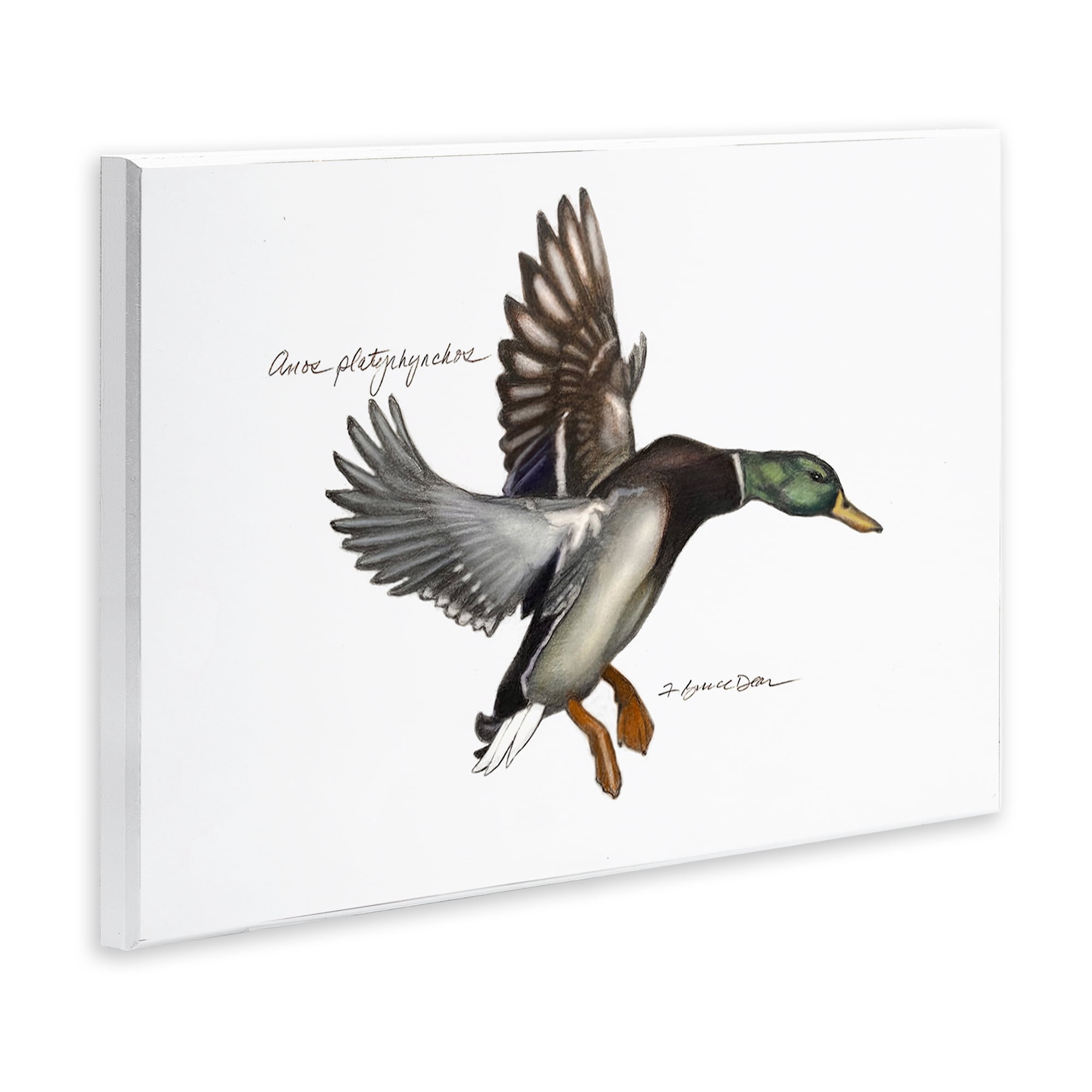 Stupell Industries Flying Mallard Duck Animals & Insects Painting Unframed Art Print Wall Art, 15 x 10