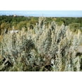thumbnail image 3 of 100 SILVER SAGEBRUSH Artemisia Cana Dwarf Sagebrush Silver Wormwood Herb Flower Seeds, 3 of 10