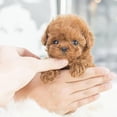 thumbnail image 3 of Milow Robot Puppy, Milow - Mi cachorro robot realista, Mi cachorro robot Milow, Milow Robot Puppy, Milow Masajeador de celulitis, Milow Robot Puppy realista, Milow Robot Puppy Dog, 3 of 7