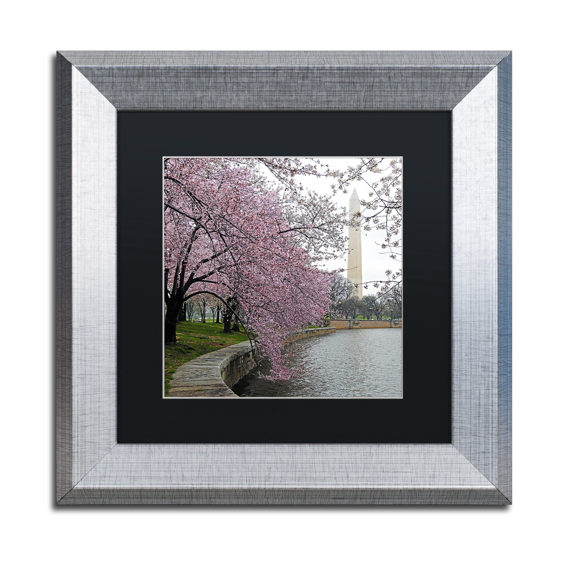 Trademark Fine Art "Washington Blossoms" Canvas Art by CATeyes, Black Matte, Silver Frame