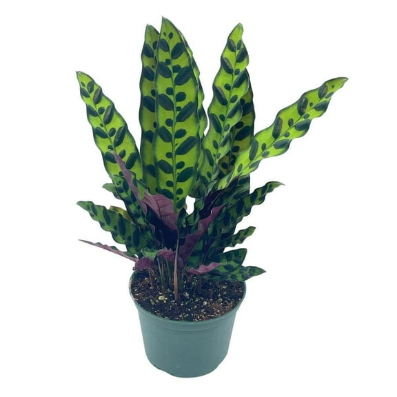 Rattlesnake Calathea Lancifolia, 6 inch Pot,