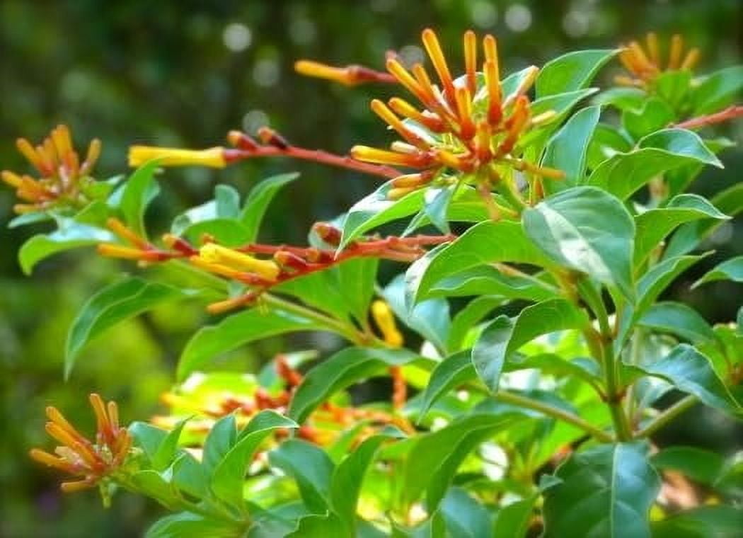 Firebush Dwarf I 3 Live Plants I Hamelia Patens Compactal Vibrant Red-Orange Blooms, Low-Maintenance, Heat-Tolerant, Perfect for Small Gardens and Containers
