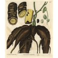 thumbnail image 2 of Root Of The Columbo Or Calumba Plant Cocculus Palmatus Poster Print By ?? Florilegius Mary Evans, 2 of 4