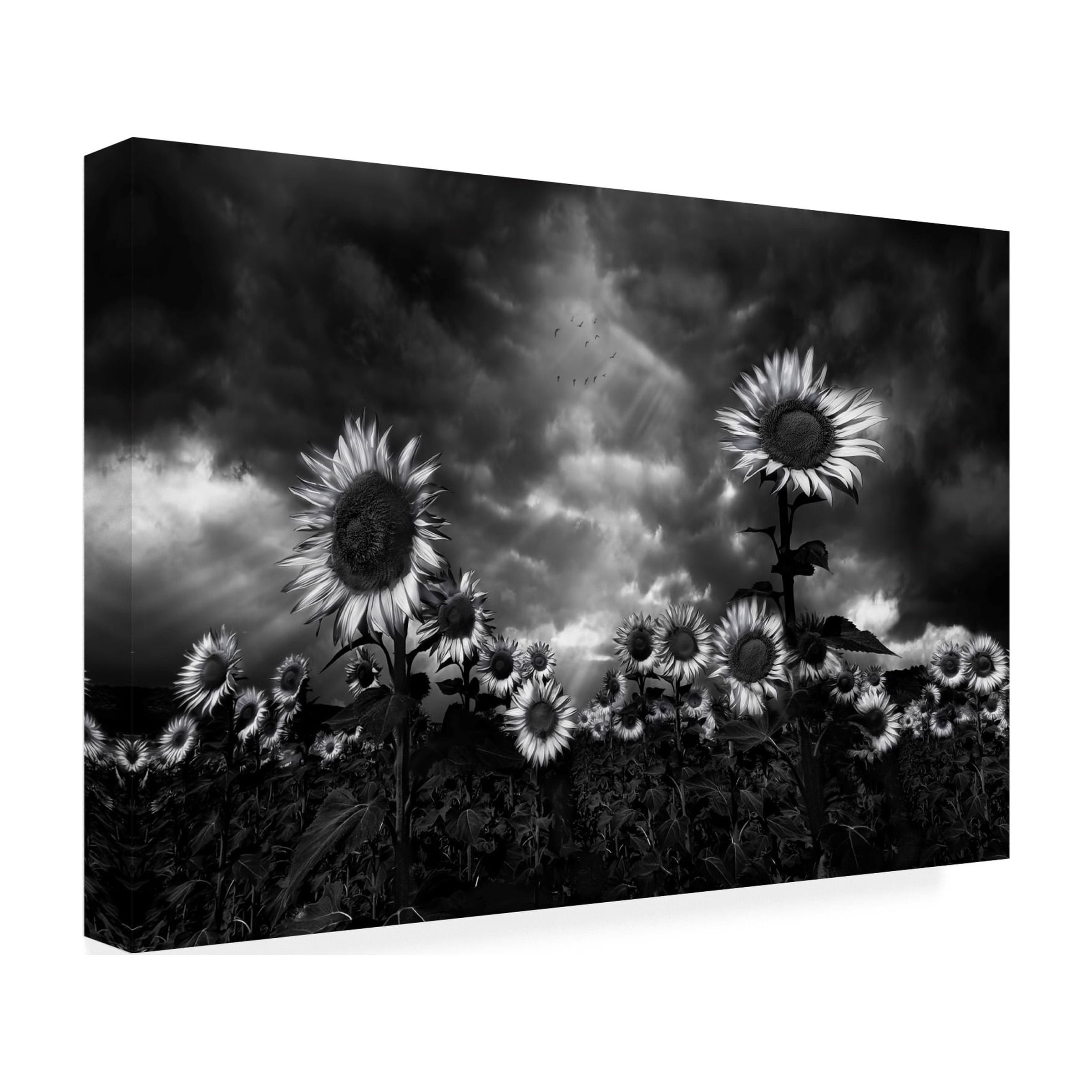 Fran Osuna 'Sunflowers' Canvas Art