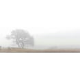 thumbnail image 2 of Blaustein, Alan 14x7 White Modern Wood Framed Museum Art Print Titled - Oak Tree - 14, 2 of 4