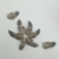 thumbnail image 5 of 50pcs Lots Dyed Guinea Hen Feather Chicken Feathers Craft, 5 of 7