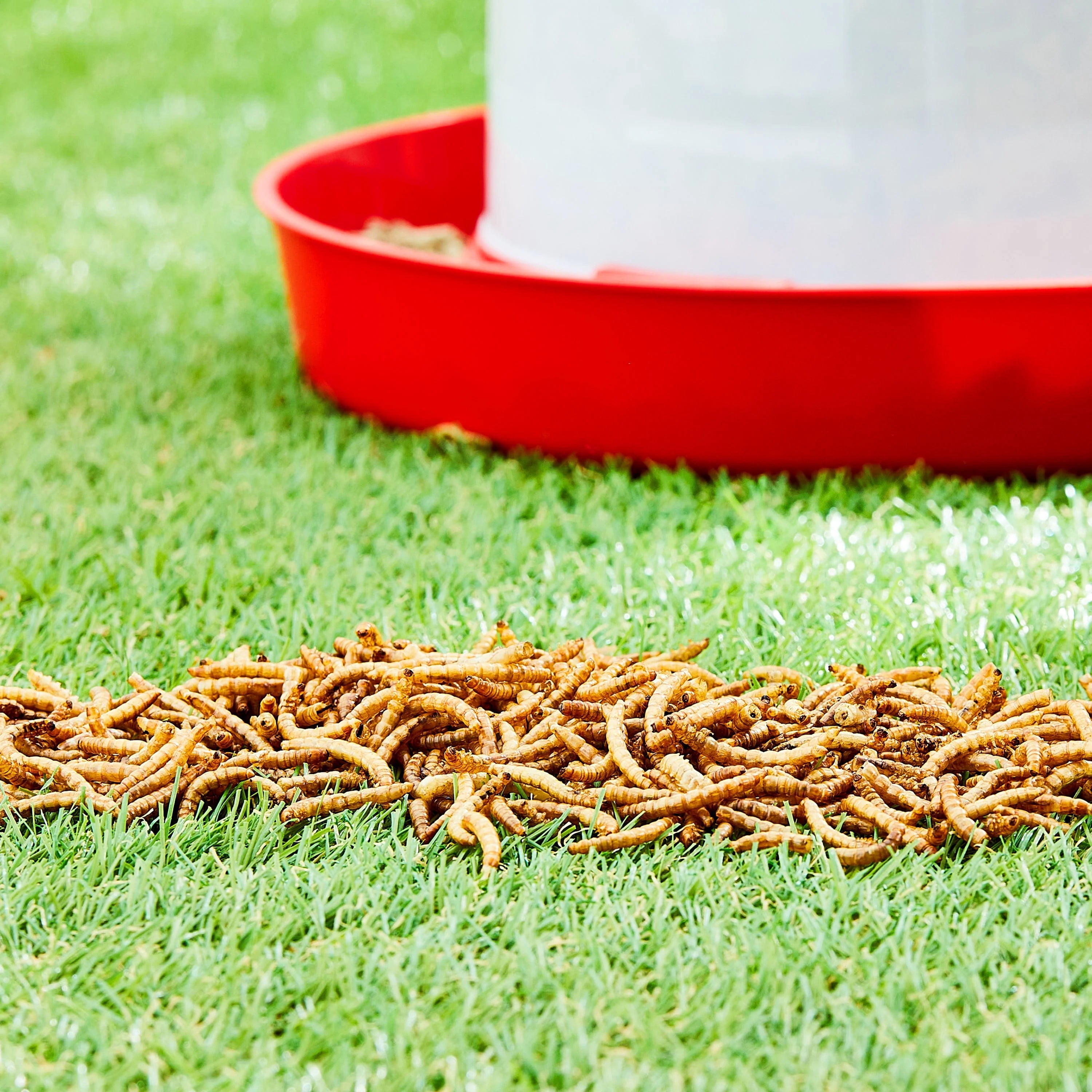 Vibrant Life Dried Mealworm Treat for Chickens, 1 lb Bag