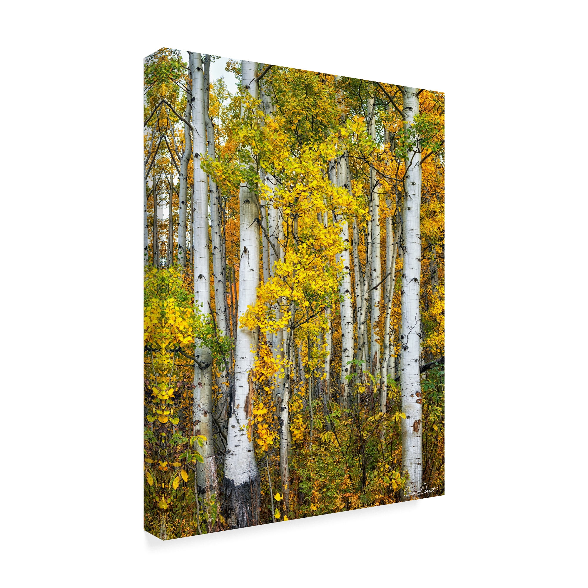 Trademark Fine Art 'Yellow Woods V' Canvas Art by David Drost