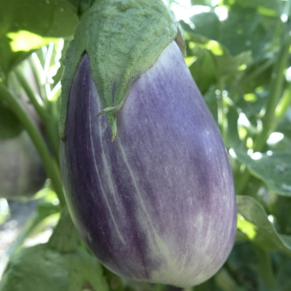 Falling Stars F1 Hybrid Eggplant Seeds - 25 Lb Bulk ~2560000 Seeds - Non-GMO, F1 Hybrid - Vegetable Garden - Solanum melongena