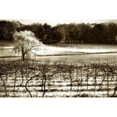 thumbnail image 3 of Hausenflock, Alan 18x13 Black Modern Framed Museum Art Print Titled - Vineyard II, 3 of 5