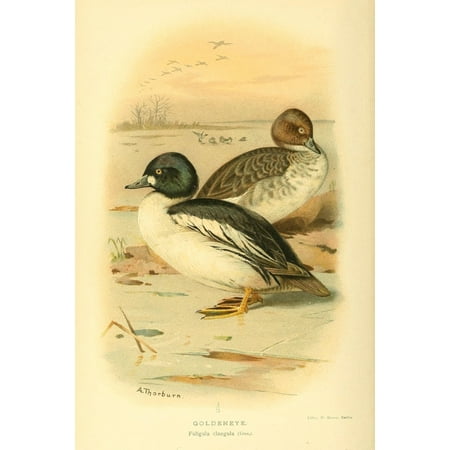 Archibald Thorburn Stretched Canvas Art - Birds of the British Islands 1885 Goldeneye - Large 24 x 36 inch Wall Art Decor Size. Archibald Thorburn Stretched Canvas Art - Birds of the British Islands 1885 Goldeneye - Large 24 x 36 inch Wall Art Decor Size.