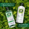 thumbnail image 5 of Shampoo Herbal Essences Detox Té Verde & Menta 400 ml, 5 of 5