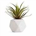 thumbnail image 3 of Bornbridge Artificial Succulent - Fake Succulent in Planter - Faux Succulent with Ceramic Geometric Planter - Artificial Potted Plant (1 Pack, Mini Agave), 3 of 3