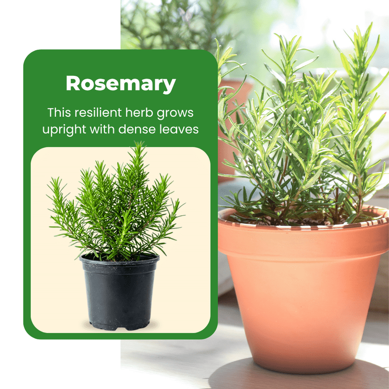 Rosemary Plant Live, 4 - 6 Inc Tall, Fragrant Herb, Potted Rosemary Ready to Plant Indoor Outdoor