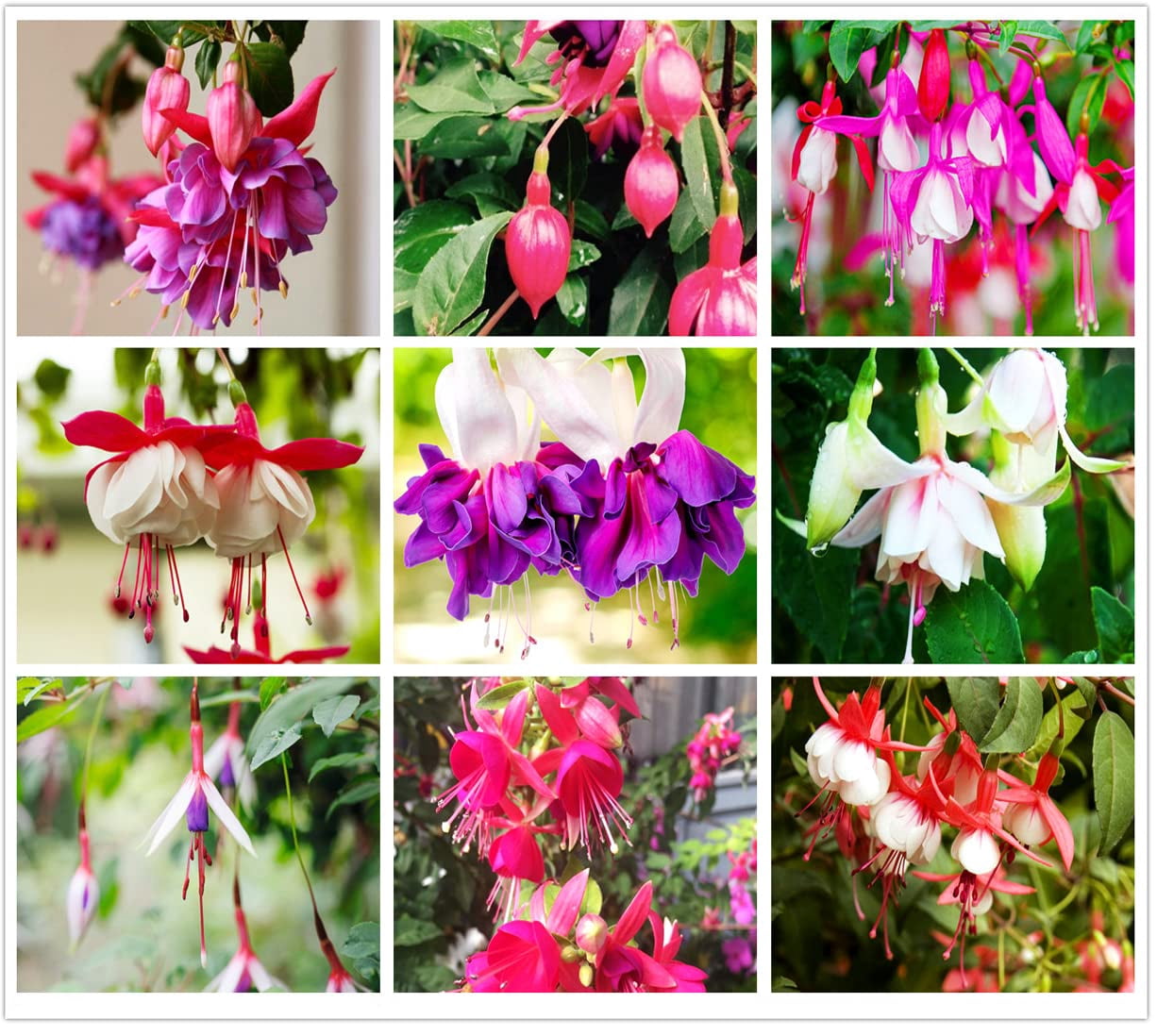 100 Pcs Fuchsia Flower Seeds Perennial Home Plant Bonsai