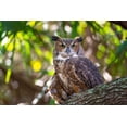 thumbnail image 2 of Haddad, Sheila 32x23 Gold Ornate Wood Framed with Double Matting Museum Art Print Titled - Portrait of a Great Horned Owl-perched in a tree, 2 of 4