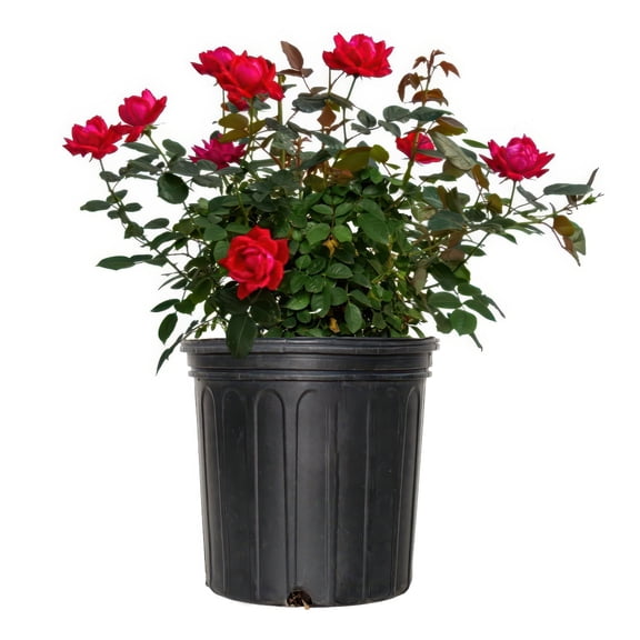 National Plant Network 2 gal. Red Double Knock Out Rose