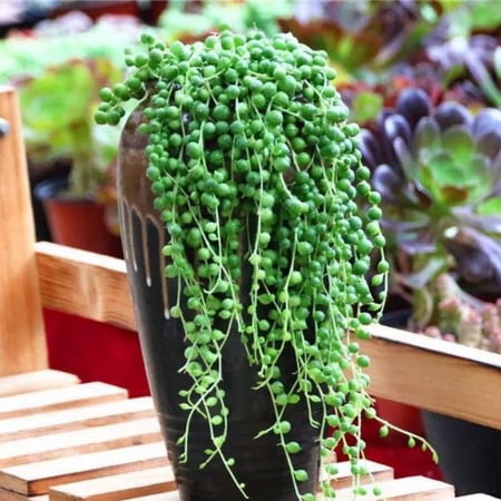 String Of Pearls Plant Live, Trailing Succulent Vine, Rare Live Indoor Plant in Pot