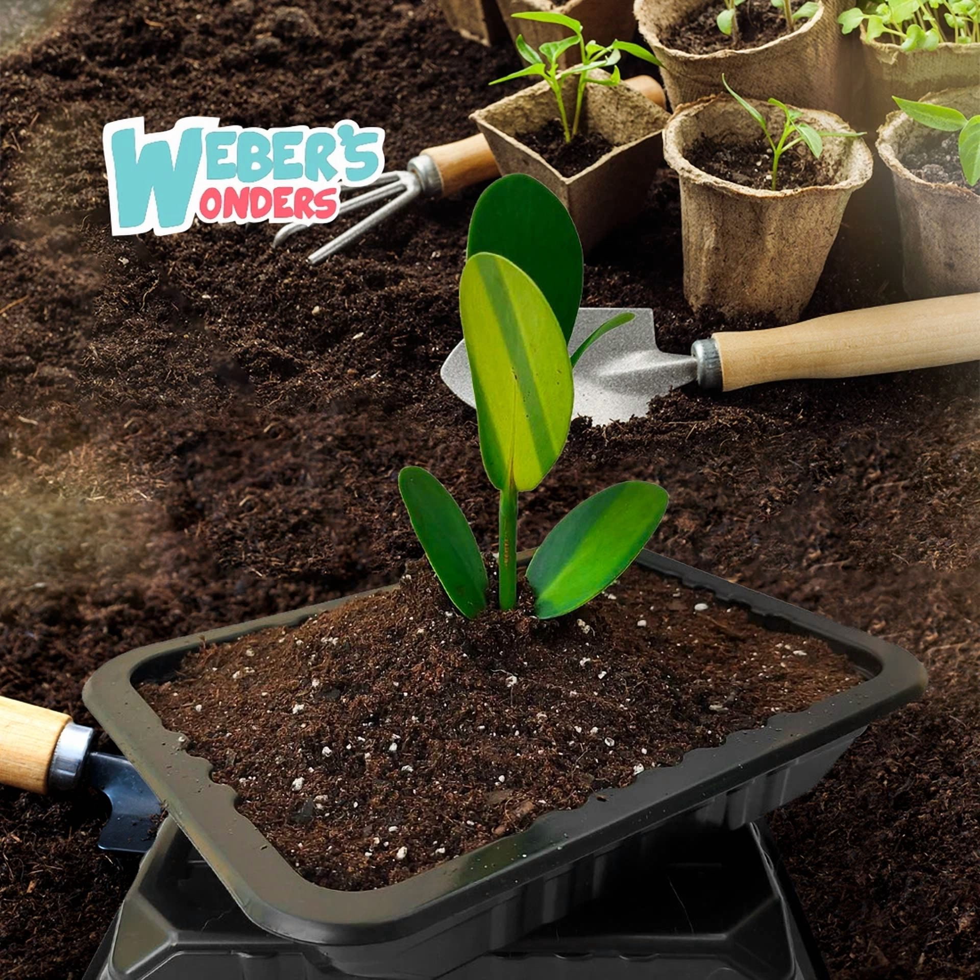 CRESTIN- 10 Pack Plant Growing Tray No Drain Holes - Perfect For Garden & Seed Starter