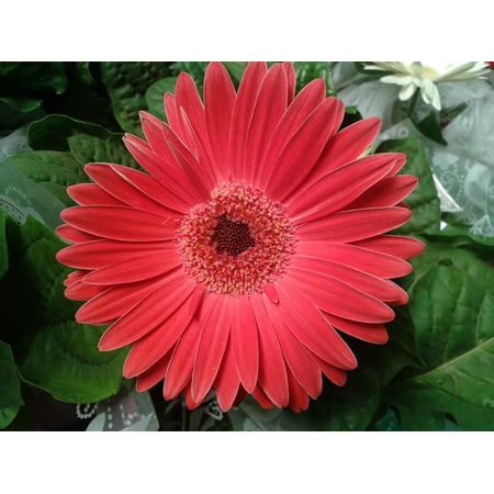 - Peel-n-Stick Poster of Gerbera Nature Flowers Flower Plant Gerbera Daisy Poster 24x16 Adhesive Sticker Poster Print