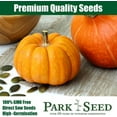 thumbnail image 4 of Park Seeds Large Marge Pumpkin, Pack of 10, 4 of 4