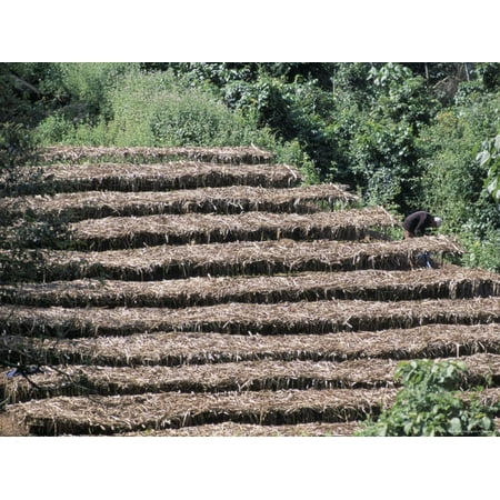Coffee Plants Grown Under Shade, Bendele Region, Oromo Country, Ilubador State, Ethiopia, Africa Print Wall Art By Bruno