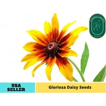 100 Seeds| Gloriosa Daisy Seeds - Authentic Seeds ~ GMO Free ~ Seeds ~Flower seeds~ Vegetable seeds~ Asian Garden~ Flowers~ Herbs B5G1