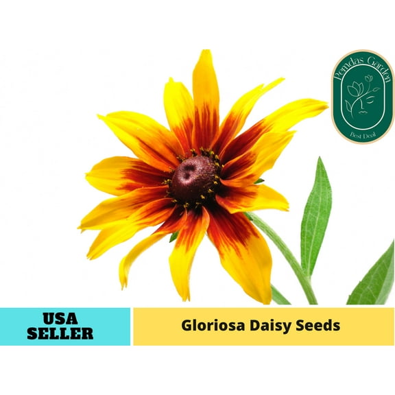 100 Seeds| Gloriosa Daisy Seeds - Authentic Seeds ~ GMO Free ~ Seeds ~Flower seeds~ Vegetable seeds~ Asian Garden~ Flowers~ Herbs B5G1