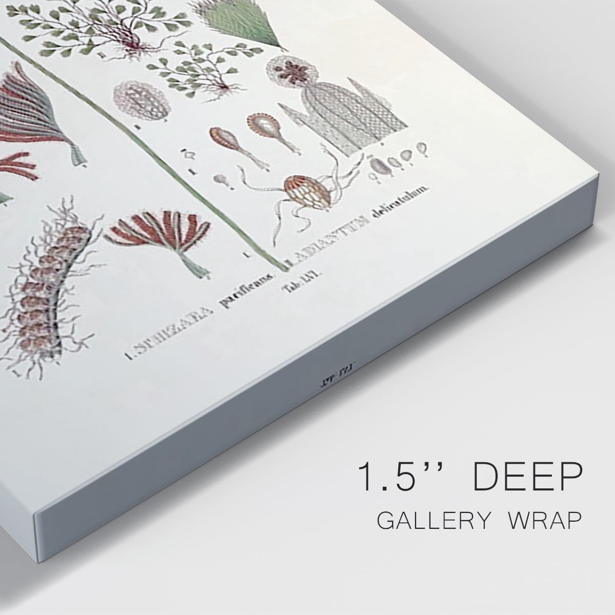 Botanical Society Ferns III Premium Gallery Wrapped Canvas - Ready to Hang