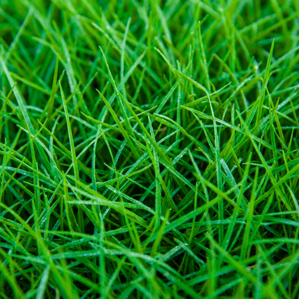 Pack of 10000 Emerald Zoysia Grass Seeds, Zoysia Grass Seeds for Lawn, Bulk Lawn Grasses Seed, Dense Green Grasses for Backyard and Patio