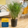thumbnail image 5 of Costa Farms 36" Tall Phoenix Roebelenii, Bright Indirect Sunlight, Indoor Live House Plants, 5 of 9