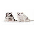thumbnail image 4 of Alaskan Malamute Piggy Bank, Furry Arctic Doggies Husky Whelp Pedigree Pet Happy Siberian Mammal, Ceramic Coin Bank Money Box for Cash Saving, 3.6" X 3.2", Black Cream White, by Ambesonne, 4 of 4
