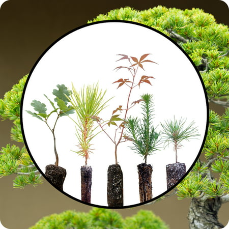 Bonsai Tree Bundle | Collection of 5 Tree Seedlings | The Jonsteen (Best Indoor Bonsai Tree For Beginners)