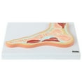 thumbnail image 6 of Axis Scientific Foot and Ankle Joint Cross Section Anatomy Model, Anatomical Replica of the Foot and Ankle, Includes Product Manual, Students Medical Professionals Professors Display, 6 of 10