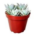 thumbnail image 6 of Variegated Ghost Plant Succulent (4"+ Clay Pot) - Graptopetalum Paraguayense - Tiny, Lovely, Easy to Care Succulent for Beginners - Live Healthy Succulent for Home Office - Best Trailing Indoor Plant, 6 of 7