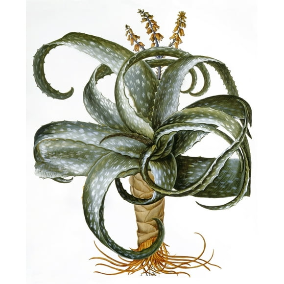 Aloe Barbadensis, 1613. /Naloe Barbadensis. Engraving From Basilius Besler'S 'Hortus Eystettensis,' 1613. Poster Print by  (24 x 36)