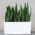 thumbnail image 4 of Root and Stock Belmont Rectangle Planter Box, 4 of 4