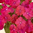 thumbnail image 6 of National Plant Network 4 in. SunPatiens Compact Happy Days Mix Impatiens (3-Pack), 6 of 10