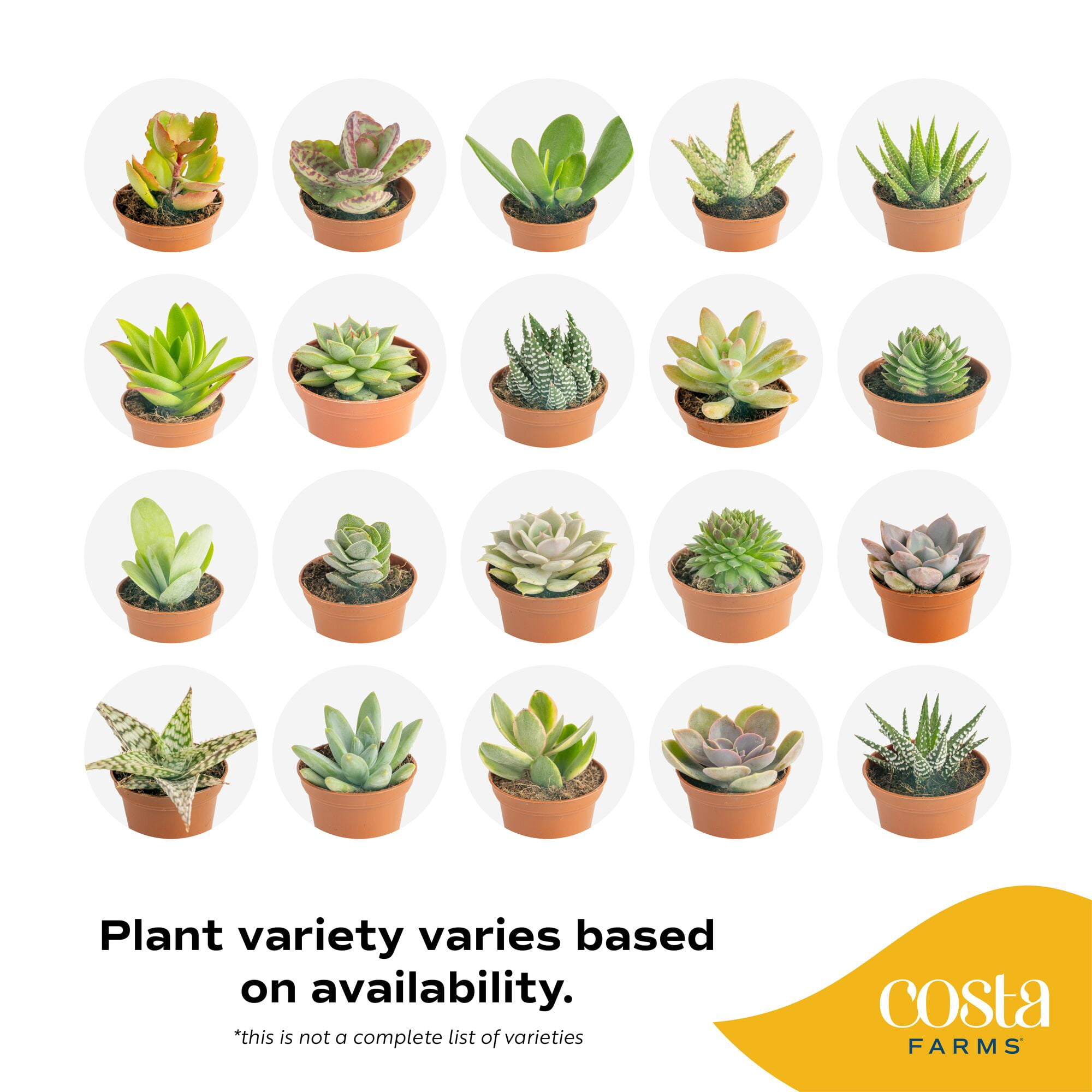Costa Farms 3" Assorted Succulents Live House Plants in 2" Grower Pot 8 (Count)