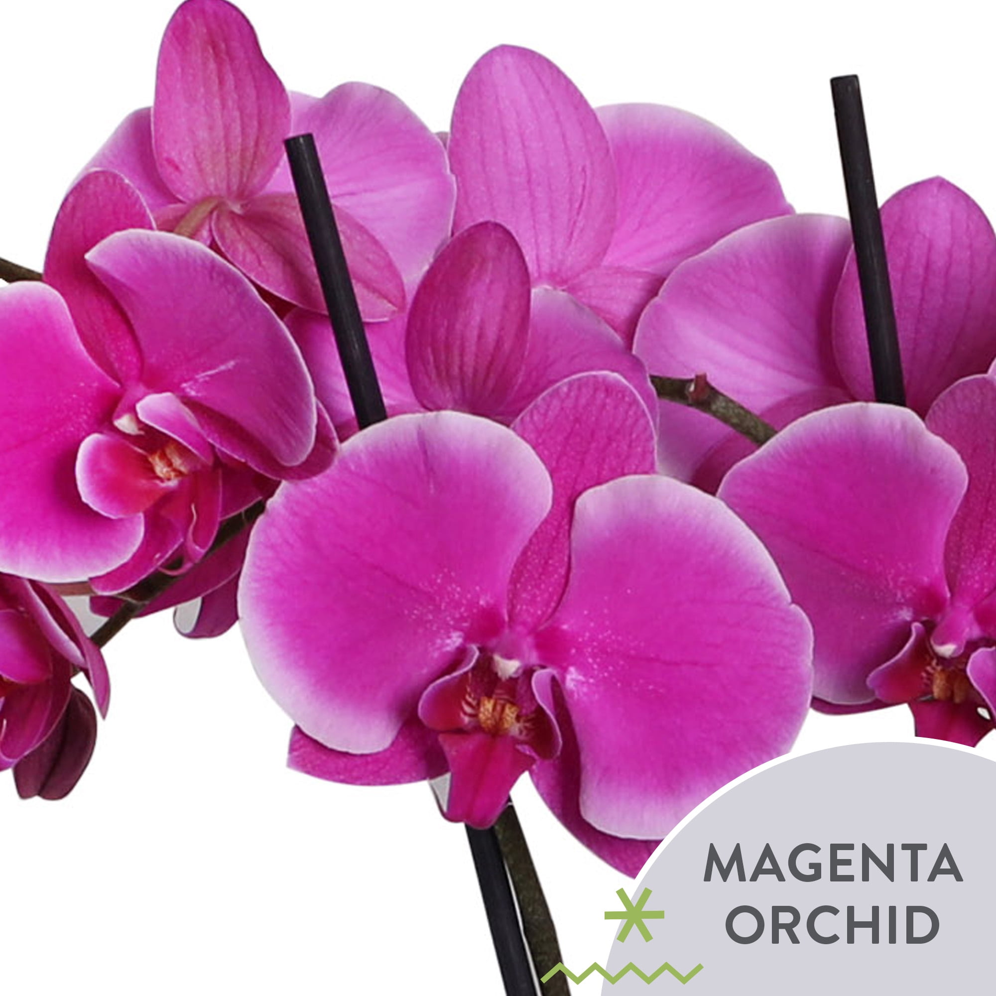 5" Live Magenta Waterfall Orchid in Terrazzo Decorative Pot – Easy-Care Indoor Orchid
