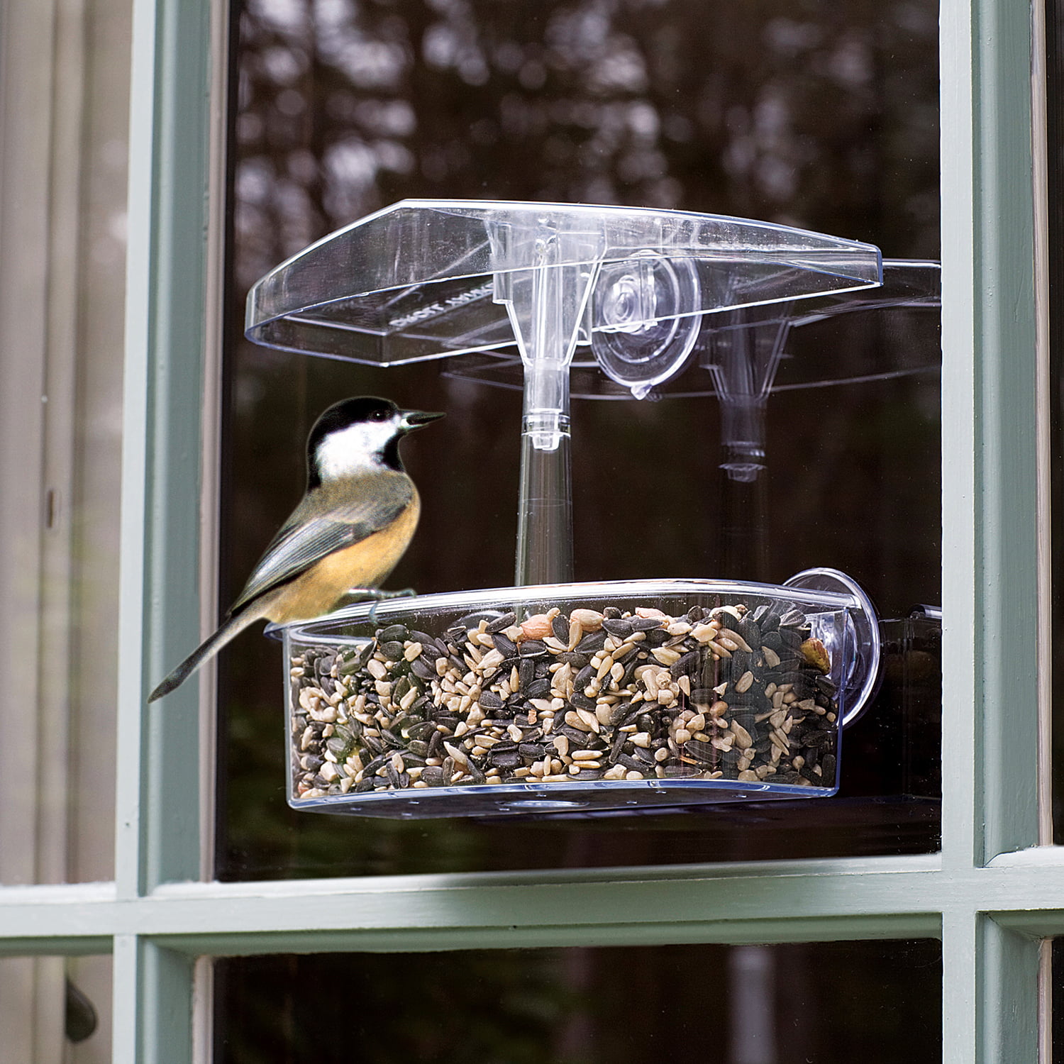 Кормушка для птиц под окном. Кормушка для птиц прозрачная. Кормушка для птиц за окном. Кормушка для птиц оконная. Кормушка для птиц пластиковая.