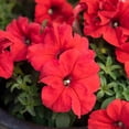 thumbnail image 5 of Altman Plants Red Petunia Flowers, 2.5 Qt. Pot, Part Shade, Flowering Live Plants, 5 of 8