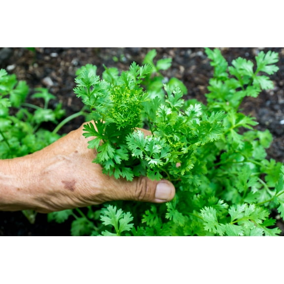 1000 * Seeds CILANTRO / CORRIANDER Chinese PARSLEY Coriandrum Sativum Herb