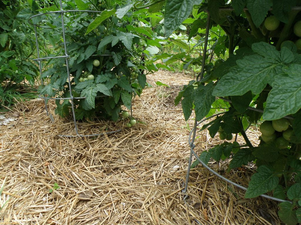 Double F Farms Premium 100% Natural Straw for Animal Bedding, Garden Mulch, Compost & Fertilizer, and Grass Cover (4LB)